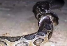 आश्चर्यजनक कारनामा : किंग कोबरा ने विशालकाय अजगर को निगला