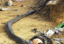 किंग कोबरा और अजगर की लड़ाई, दोनों की मौत, दे गई एक सीख