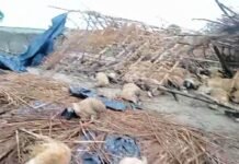 आकाशीय बिजली और बारिश का कहर, दो लोगों के साथ 127 भेंड़ों की हुई मौत