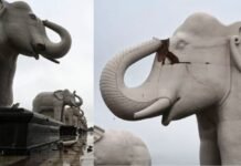 Lucknow : अंबेडकर पार्क में हाथी पर गिरी आकाशीय बिजली, दांत टूटकर बिखरे