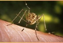इस मच्छर के काटने से खराब हो सकता है शरीर का यह अंग, जापानी इंसेफेलाइटिस का भी बढ़ता है प्रकोप
