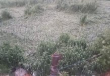 बहराइच: तेज हवा के साथ बारिश और ओलावृष्टि किसानों के लिए बनी आफत