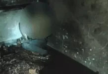 सोते समय घर में लगी आग में पांच लोग जिंदा जले- मचा कोहराम