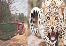 मलिहाबाद रेंज में तेंदुए की दहशत बरकरार, वन विभाग के साथ स्थानीय पुलिस टीम क्षेत्र में कर रही कॉम्बिंग