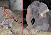 हत्या के मामले में हाथी को पुलिस ने किया गिरफ्तार, थाने में पीपल के पेड़ से बांधा