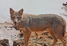 जंगली सियार के हमले से आधा दर्जन किसान घायल