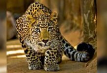 कानपुर आईआईटी में जंगली जानवर की आशंका में लगाया कैमरा