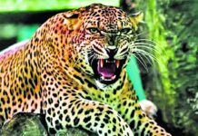 14 साल के लड़के को उठा ले गया तेंदुआ, ग्रामीणों के चीखने-चिल्लाने पर छोड़कर भागा, मौत