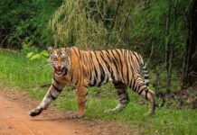 बाघ ने नीलगाय का किया शिकार, वन विभाग की 9 टीमों को दिया चकमा