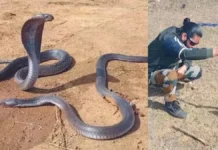 नाग की मौत के बाद शोक मनाती दिखी नागिन, हिलने को भी तैयार नहीं