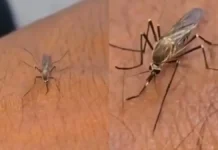 मच्छरों का भी अपना स्ट्रगल होता है! वायरल Video देख आप भी रह जाएंगे हैरान