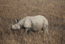 गैंडों को भा रही दुधवा की आबोहवा…संख्या बढ़कर पहुंची 51