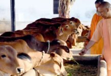 UP की सभी गोशालाओं में विकसित होंगे गोपाल वन