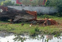 लखनऊ में हरियाली पर चल रही लकड़ी माफियाओं की आरी, रातों-रात काट लिए पुराने वृक्ष