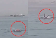 जान बचाने की जद्दोजहद नहीं आई काम, शख्स को जिंदा चबा गई शार्क मछली