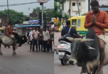 सांड पर बैठ कर सैर-सपाटे पर निकला नशेड़ी युवक