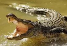 बेटे के सामने बाप को मगरमच्छ ने बनाया निवाला, मछली पकड़ते वक्त किया हमला