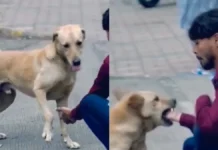 भलाई का जमाना ही नहीं रहा! कुत्ते को बिस्किट खिलाना बंदे को पड़ा भारी