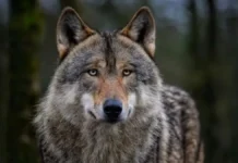 मां के सामने तीन वर्षीय बालक को खींच ले गया भेड़िया