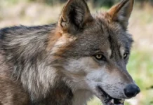 भेड़िये ने किया तीन को घायल, मेडिकल कॉलेज में भर्ती