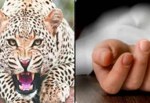 चाची के साथ आ रही बच्ची को उठा ले गया तेंदुआ, मौत