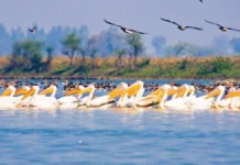 इनबाउंड टूरिज्म का नया केंद्र बनकर उभरेगा लखीमपुर खीरी, शारदा बैराज देगा विकास को गति