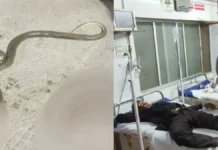 नाग-नागिन के जोड़े ने एक साथ किसान को डसा