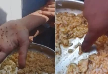 मिड-डे मील के खाने में इतने कीड़े, देखकर घबरा गए छात्र