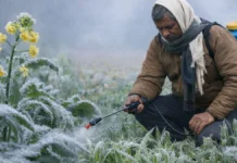 पाला और झुलसा से इन फसलों को खतरा, सावधानी बरतने की जरूरत