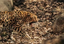 आंगन में खेल रही 4 साल की मासूम पर तेंदुए ने बोला हमला, मुंह में दबोचकर घसीटा