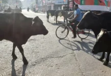 आवारा पशु पालने पर 12 हजार रुपये प्रति महीने तक दे रही ये सरकार