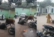 आपस में लड़ रहे आवारा सांडों ने बाइक सवार को उठाकर पटका