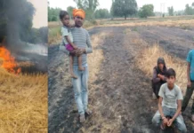 शार्ट सर्किट से लगी आग, 11 बीघा फसल जलकर राख