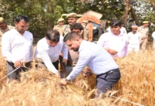 खेत में उतरे डीएम, गेहूं काटकर फसल उपज का लिया जायजा, किसानों का बढ़ाया हौसला