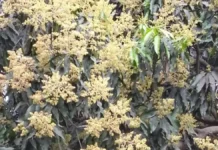 बारिश से झड़े आम के बौर, दहिया रोग बढ़ने की आशंका, बागवान परेशान