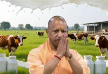 दूध उत्पादन में प्रदेश को मिला पहला स्थान, 40 फीसदी की रिकॉर्ड बढ़ोतरी