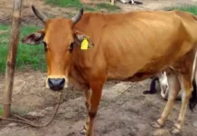 नवाबगंज की गोशाला में 54 गोवंशें की मौत, कागजों में छिपाए आंकड़े