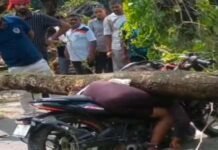 बारिश में पेड़ गिरने से युवक की मौत, तीन घायल