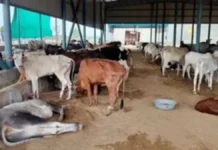 बदायूं में गायों की मौत पर बड़ा एक्शन, दो पंचायत सचिव सस्पेंड, तीन संचालकों पर FIR