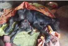 एमपी के डिंडौरी में भैंस ने 8 पैरों वाले बच्चे को दिया जन्म, उमड़ी भीड़